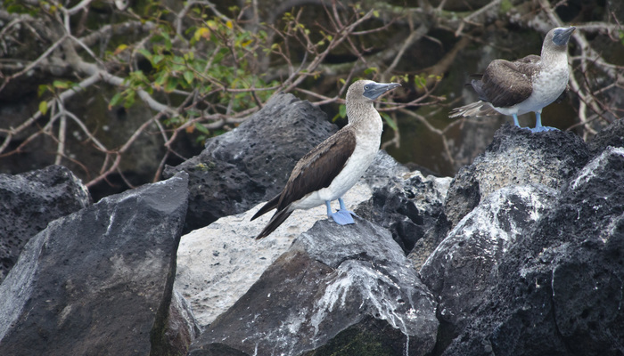 Galapagos and Quito Tour